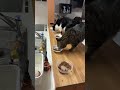 1 23保護猫カフェオハナの自宅から