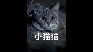 貓科動物中最致命的暗夜獵手：黑足貓#animals #科普知識 #搞笑 #動物世界 #cute