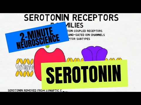 What are serotonergic neurons?