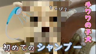 【チワワ】子犬 初めてのシャンプーどうなる！？コツは？