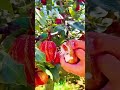 fruit fruitcutting viralvideo shortvideo fruit everyone support everyone