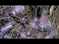 抱卵7日目 🥚×5 スズメの巣箱 巣箱カメラ 野鳥 sparrow nest box live camera 2024 07 30