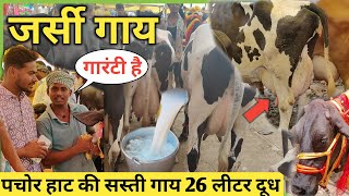 पचोर पशु मंडी में उन्नत नस्ले की गायें || अच्छा दूध देने वाली गायें || pachore rajghar Mp