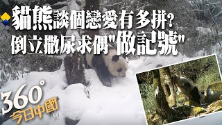 貓熊談個戀愛有多拼?倒立撒尿竟因圈地「做記號」好徵婚!貓熊界的愛情「有味道」... ｜360°今日中國 @中天新聞CtiNews