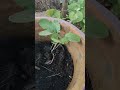 ഇനി കടുക് പുറത്തുനിന്നു മേടിക്കണ്ട 😎 ✨ ourhappydays shortsvideo gardening farming