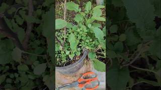 ഇനി കടുക് പുറത്തുനിന്നു മേടിക്കണ്ട 😎 ✨ #ourhappydays #shortsvideo #gardening #farming