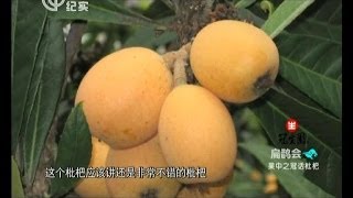 中医养生《扁鹊会》完整版：果中之冠话枇杷