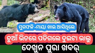 Bargarh Tv:-ଜଙ୍ଗଲ ଭିତରୁ ମୁଗଫଳି ମାୟା ଖାଇବାର୍ ଲାଗି ଆସିଥିଲେ ଦୁଇଟା ଭାଲୁ ,ତାରପରେ ଯାହା ହେଲା ଦେଖୁନ