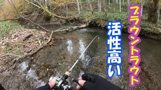 ブラウントラウト【雨降り後の高活性】北海道