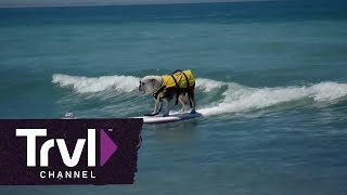 Top 3 Dog-Friendly Beaches | Travel Channel