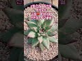 선인장 투구 아프리카식물 succulent 기적 감사 garden 다육식물