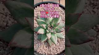 #선인장#투구#아프리카식물#succulent #기적 #감사 #garden #다육식물