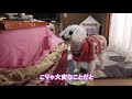 【お正月】愛犬に鏡餅を作ってあげてみた【ケーキ レシピ】