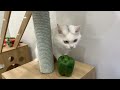 Funny cats reaction to bell pepper