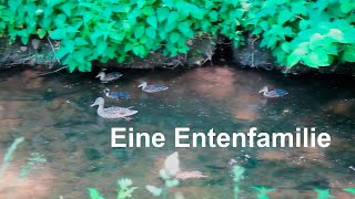 Natur-Dokumentation: Eine Entenfamilie - auf der Alb in Ettlingen, bei Karlsruhe