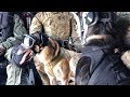 Militant Dogs Skydive From Plane