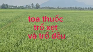 bài thuôc xit, trổ xẹt,,và trổ đều. #nguyễnngào