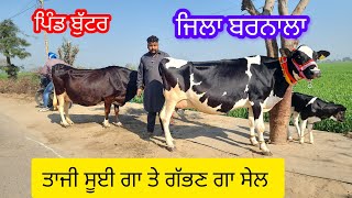 75288,99646 ਟੌਪ ਦੀਆ ਗਾਵਾ ਵਿਕਾਊ ਜਿਲਾ ਮੋਗਾ #cow #🐄👈💯👌🙏🙏🙏🙏🙏