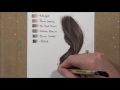 drawing tutorial realistic brunette brown hair in coloured pencil