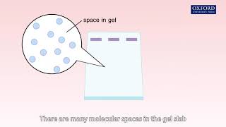Animation 27 2 Gel electrophoresis