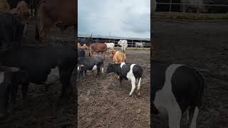 Some of our Muturu Cows on the farm.