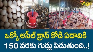 Asil Chik Farm | ఒక్కో అసీల్ క్రాస్ కోడి ఏడాదికి 150 వరకూ గుడ్లు పెడుతుంది.| Anil Reddy | Tone Agri