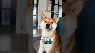 Noddy The Shiba 🥰 #viral #shorts #shortvideos #shiba #cute #love #funny #dogs #cutedog #funnypets