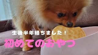 【おやつデビュー】犬用パンケーキ作ってみた