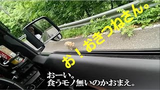 おきつねさん現る