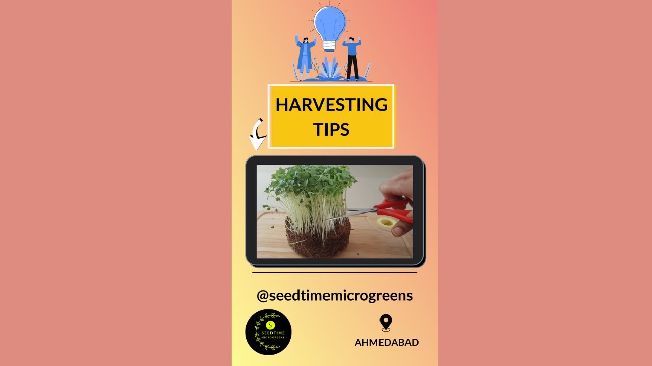 Know This Before Harvesting Microgreens Microgreens Harvesting Tips