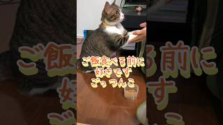 朝ごはん　#あさごはん #朝食 #猫 #ねこのいる暮らし #shorts #おしゃべり猫 #おしゃべり猫