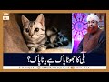 Billi Ka Jhoota Pak Hai Ya Napak ? | Islamic Information | Mufti Akmal | ARY Qtv