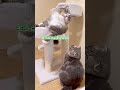 何や？しか言わん猫😹【関西弁猫】 shorts cat 猫