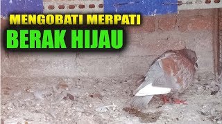 CARA MENGOBATI MERPATI BERAK HIJAU