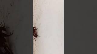 crococh insects |ଅସରପା କୀଟ |ଅସରପା  ଉଡେ କି