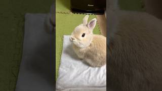 名前に反応する姿がかわいい #rabbit #うさぎ