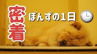 【チャウチャウ】ぽんずの１日に密着してみた！【ルーティーン？】