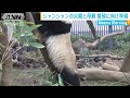 シャンシャンの父親と母親が繁殖期に 19 03 07