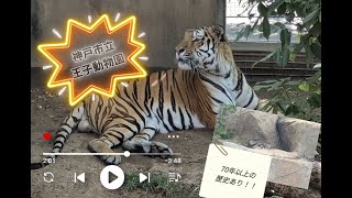 70年以上の歴史あり！「神戸市立王子動物園」