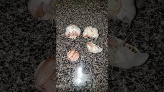 FAKE GARLIC  VS REAL GARLIC