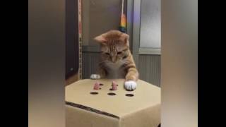 猫　モグラ叩きに熱中するニャンコ