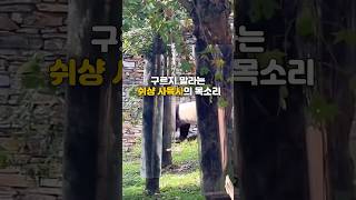 아침부터 화난 푸바오와 구르지 말라는 쉬샹사육사