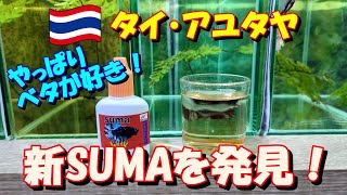 【ベタ飼育407】06月のチャトチャ散策で、新SUMAを発見！ ちょっと面白い効能なのでご紹介しておきます！