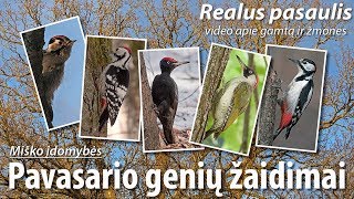 Pavasario genių žaidimai. Paukščių stebėjimas Verkių parke.