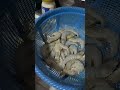 satisfying fresh seafood asmr seafood shorts