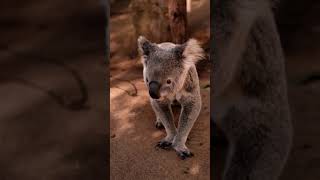 Koala Life🤗😉🤗 | Cute Animal