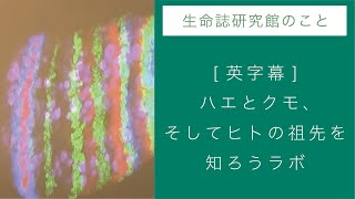 ハエとクモ、そしてヒトの祖先を知ろうラボ | 細胞・発生・進化研究室  | JT生命誌研究館（BRH)