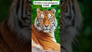 Así son los Tigres