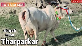 Tharparkar Cow Available For Sale स्वेतसुन्दरी 15 लीटर दूध वाली गाय || A2 Milk Desi Cow Farm Talk