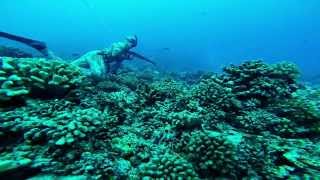 Freedive Spearfishing the Sharky Tuamotus